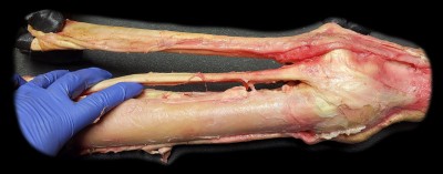 Sehen und ihre Funktionen