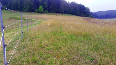 Unsere Sommerkoppel