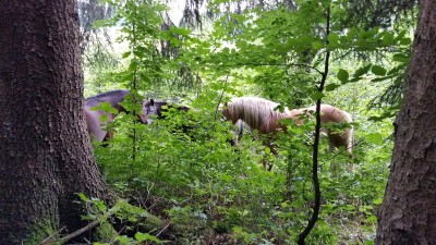 Im Wald 