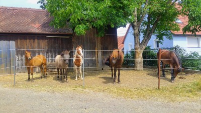 Der vordere Paddock mit dem Stall