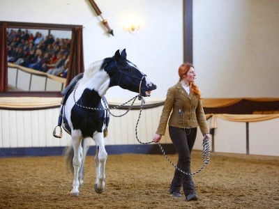 Arbeiten mit dem Pferd