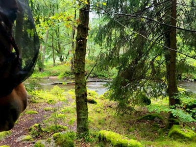 Waldnaabtal