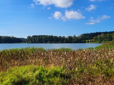 Rollnhofweiher